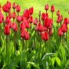 Тюльпан Parade