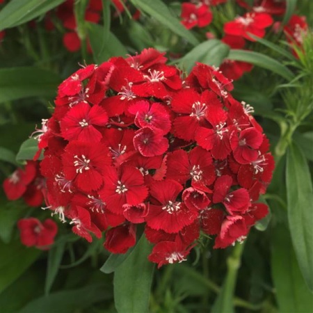 Гвоздика бородатая Dart Scarlet