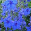 Дельфиниум крупноцветковый Blue Mirror2