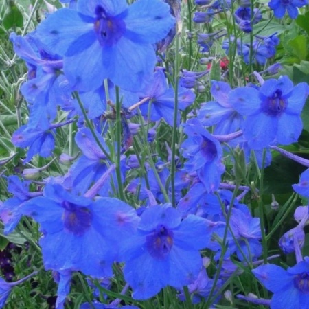 Дельфиниум крупноцветковый Blue Mirror2