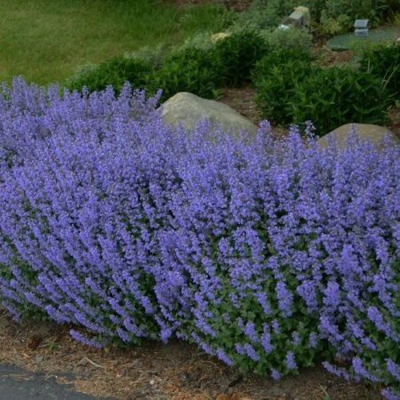 Котовник фассена Blue Wonder3