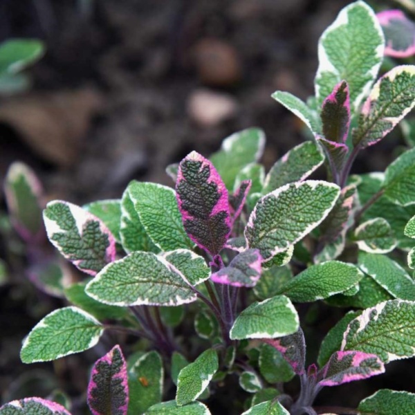 Шалфей лекарственный Триколор2