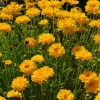 Кореопсис крупноцветковый Double the Sun Кореопсис крупноцветковый Double the Sun
