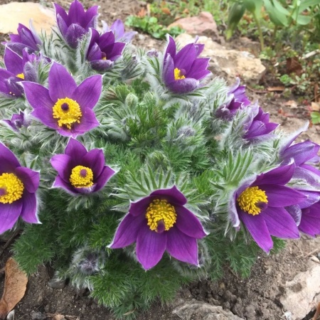 Прострел обыкновенный Pinwheel Blue3