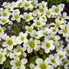 Камнеломка арендса Highlander White Камнеломка арендса Highlander White