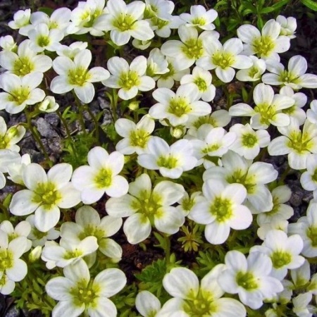Камнеломка арендса Highlander White