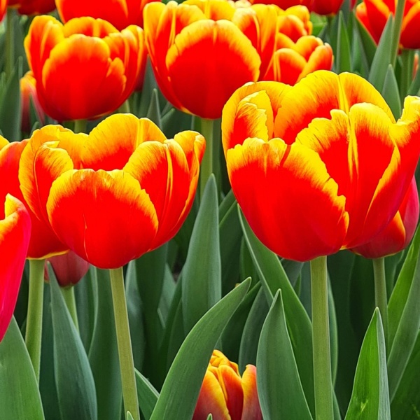 Тюльпан Denmark2