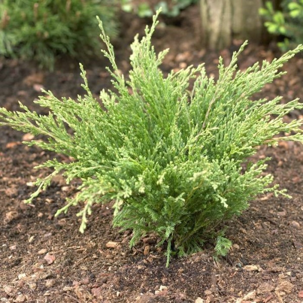 Можжевельник горизонтальный Andorra Compacta4