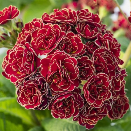 Примула Pollyanna Touch of Gold