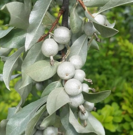 Лох серебристый1