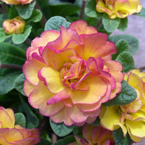 Примула Belarina Rosette Nectarine2
