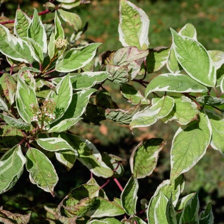 Дерен белый Sibirica Variegata2