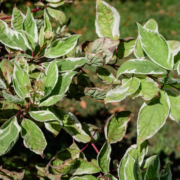 Дерен белый Sibirica Variegata2