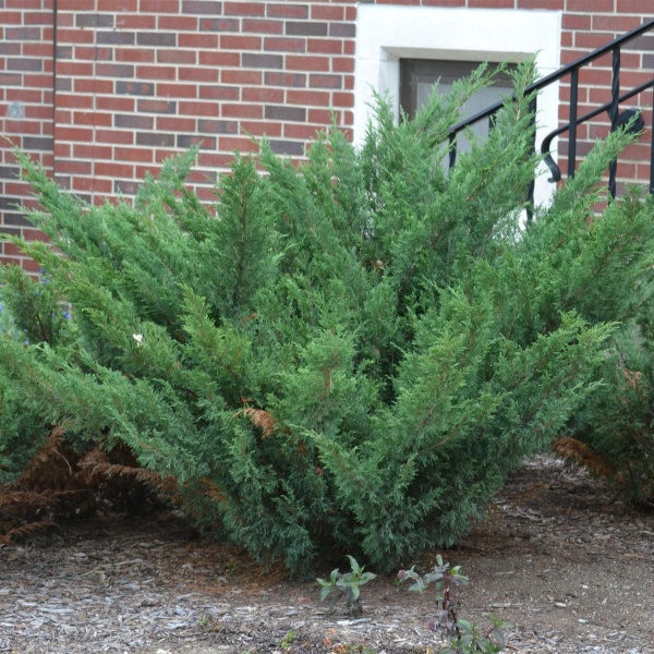 Можжевельник казацкий Blue Danube1