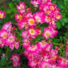 Роза 'Pink Drift'3