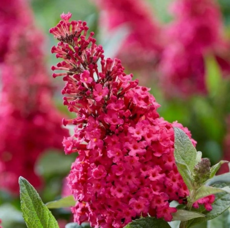 Буддлея Давида Butterfly Candy Little Ruby