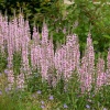 Дербенник иволистный 'Lythrum salicaria Blush'2