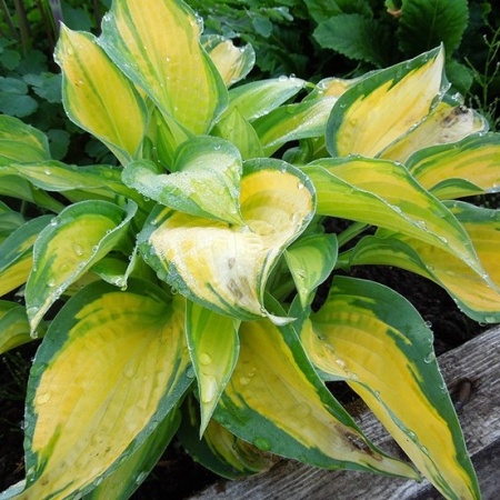 Хоста Orange Marmelade