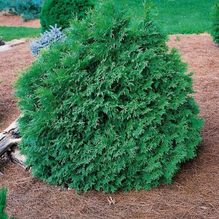 Туя западная Recurvata nana2