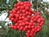 Рябина алая крупная1