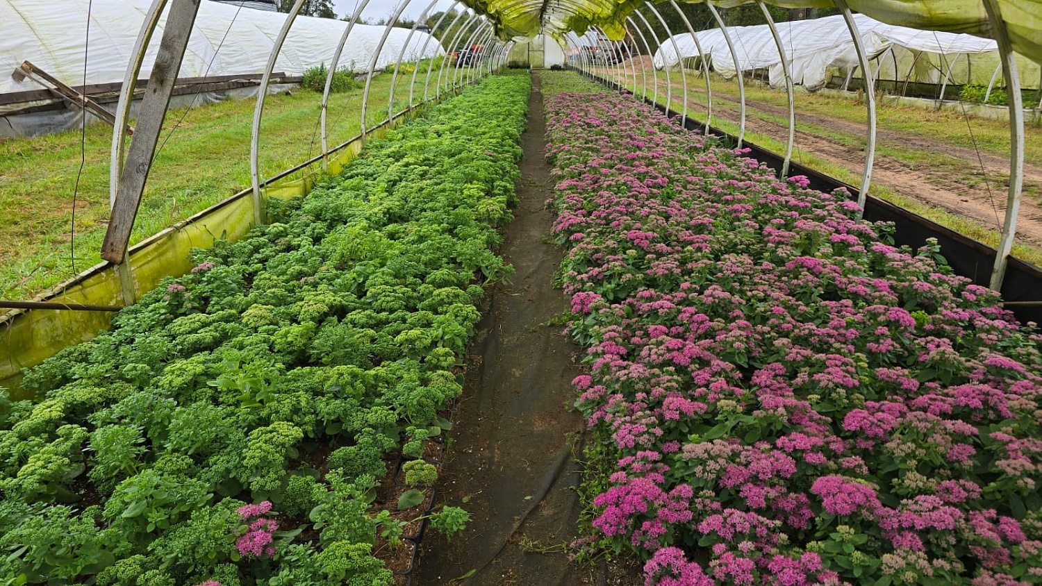 Где рождаются наши продукты — Псков в кадре