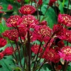Астранция крупная 'Rubra'