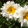 Ромашка (нивяник) Крэйзи Дэйзи