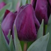 Тюльпан Purple Lady