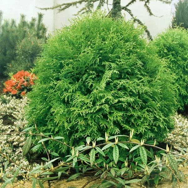Туя западная Globosa3