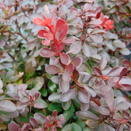 Барбарис Тунберга Atropurpurea Nana