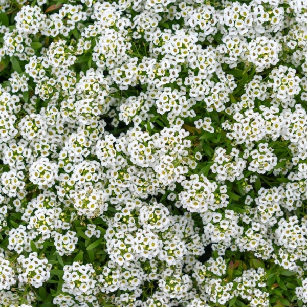 Алисум (лобулярия)4