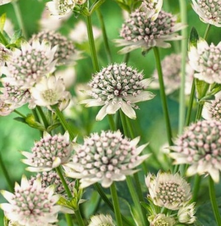 Астранция Стар оф Б.