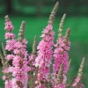 Дербенник Pink Blush2