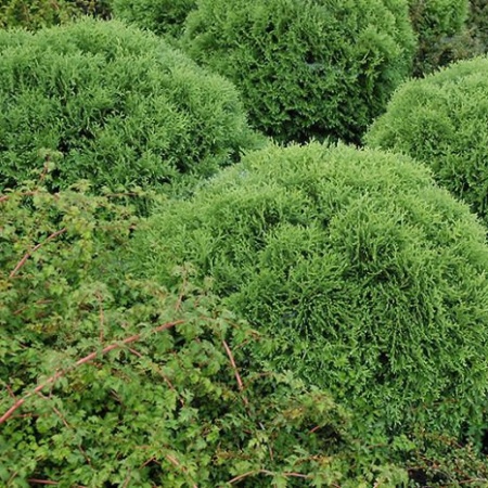 туя западная Little Giant2