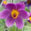 Прострел обыкновенный Pinwheel Blue