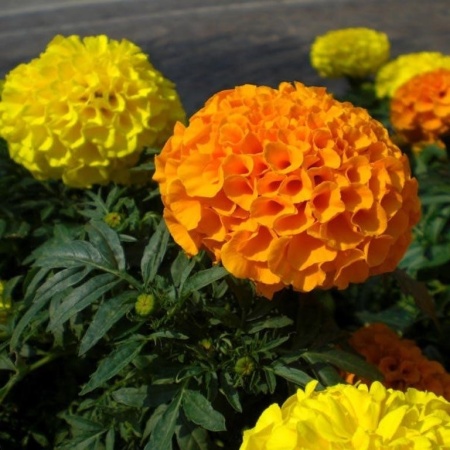 тагетис эректа