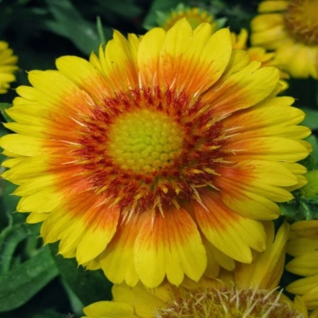 Гайлардия крупноцветковая Arizona Apricot2