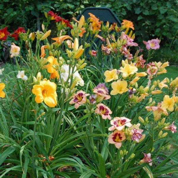 Лилейник в ассортименте2