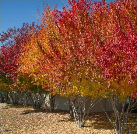 Клен Гиннала 2