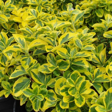 Бересклет Форчуна Emerald 'n Gold