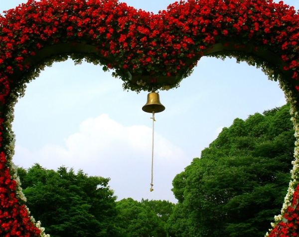 Бегония грацилис3