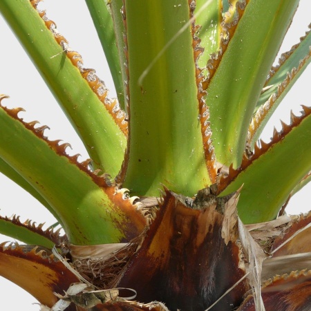 Пальма Вашингтония2