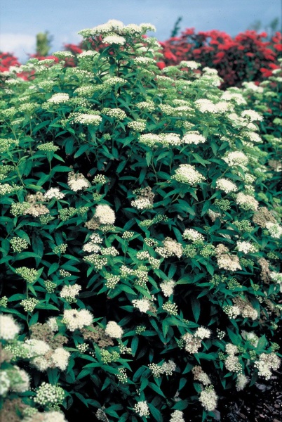 albiflora