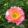 Пион Pink Hawaiian Coral2
