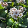 Бадан Брессингем Уайт (Bressingham White)2