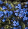 Бруннера крупнолистная 'Variegata'2