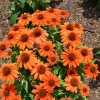 Эхинацея пурпурная PollyNation Orange Red4