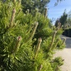 pinus-mugo2