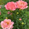 Пион Pink Hawaiian Coral6