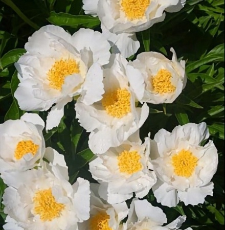 paeonia-pico